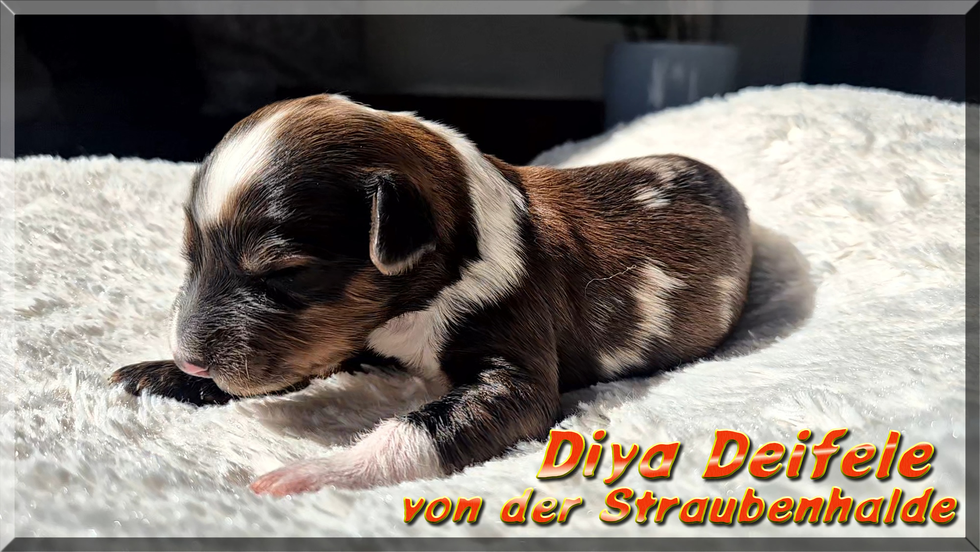 Diya Deifele von der Straubenhalde